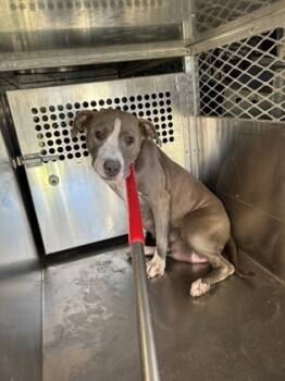 Rescue Terrier and Mixed Breed Dogs for Adoption in Fort Worth, Texas - 59657587 | PetCurious