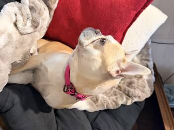 French Bulldog Dogs Available for Adoption in North Freedom, Wisconsin - Cookie | PetCurious