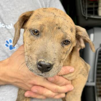 Mixed Breed Dogs Available for Adoption in Dekalb, Illinois - Cyndi | PetCurious