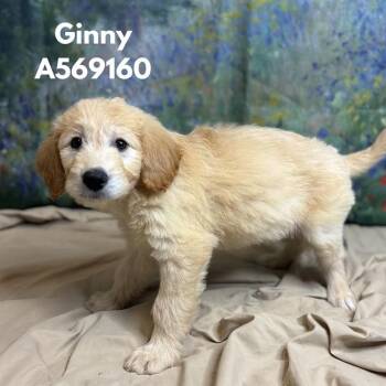 GINNY -  Golden Retriever and Mixed Breed Dog for Adoption - GINNY | PetCurious