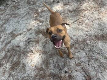 Judsen -  Mixed Breed Dog for Adoption in Georgetown, South Carolina - Judsen | PetCurious