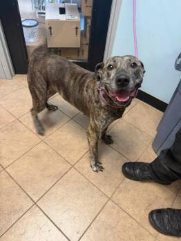 Shiloh -  Pit Bull Terrier and Mastiff Dog for Adoption in Marion, Ohio - Shiloh | PetCurious