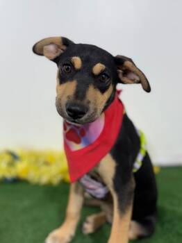 German Pinscher and Labrador Retriever Dogs Available for Adoption in Carlsbad, California - Mitzy | PetCurious
