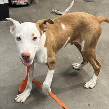 Paco -  Terrier Dog for Adoption in Tampa, Florida - Paco | PetCurious