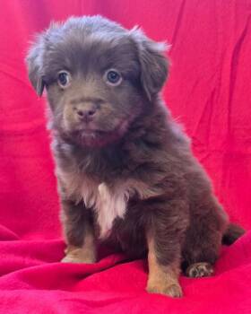 Mixed Breed Dogs Available for Adoption in Murphysboro, Illinois - Mavis | PetCurious