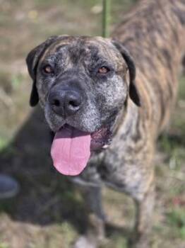 Stella -  Mastiff and Mixed Breed Dog for Adoption in Divide, Colorado - Stella | PetCurious