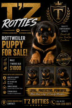 Black Boy -  Rottweiler Dog for Sale in Rustburg, Virginia - Black Boy | PetCurious