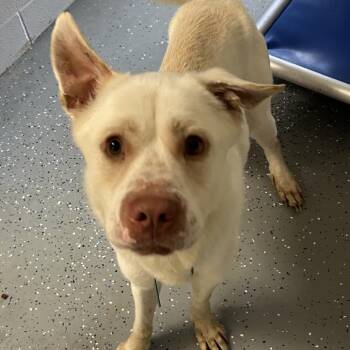 Mixed Breed Dogs Available for Adoption - Apex | PetCurious