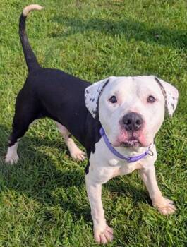 CLARK -  Pit Bull Terrier Dog for Adoption in Akron, Ohio - CLARK | PetCurious