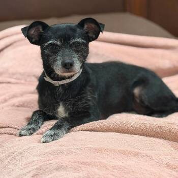 Noodles *Arriving 10/10* D12653 -  Chihuahua and Schnauzer Dog for Adoption - Noodles *Arriving 10/10* D12653 | PetCurious