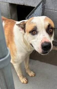 Hammy -  Mixed Breed Dog for Adoption in Munfordville, Kentucky - Hammy | PetCurious