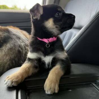 Gemma -  German Shepherd Dog and Australian Cattle Dog Blue Heeler Dog Available for Adoption in Memphis, Tennessee - Gemma | PetCurious