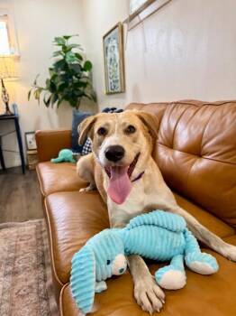 Labrador Retriever and Yellow Labrador Retriever Dogs Available for Adoption - Sandy Pink The Golden Girl Of Your Dreams  | PetCurious