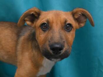 Scout -  German Shepherd Dog and Mixed Breed Dog for Adoption in Portland, Oregon - Scout | PetCurious