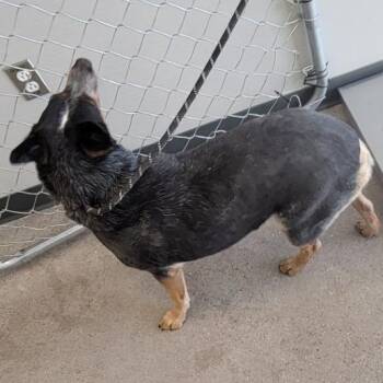 Mixed Breed Dogs Available for Adoption in Las Cruces, New Mexico - 105862 | PetCurious