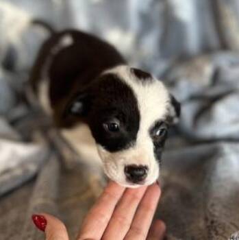 Rescue Terrier and Retriever Dogs for Adoption in Liverpool, Texas - Cora | PetCurious