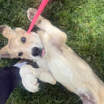 Shepherd and Mixed Breed Dogs Available for Adoption in Parker, Colorado - 634 (2026) Bennett | PetCurious