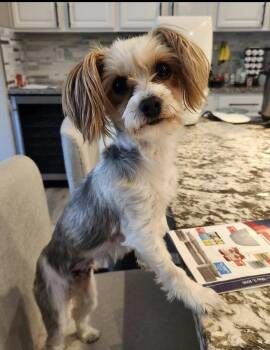 Yorkshire Terrier and Maltese Dogs Available for Adoption - Pearl | PetCurious