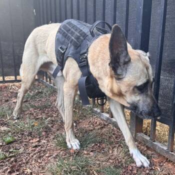 Loki -  Mixed Breed Dog for Adoption in Lynchburg, Virginia - Loki | PetCurious