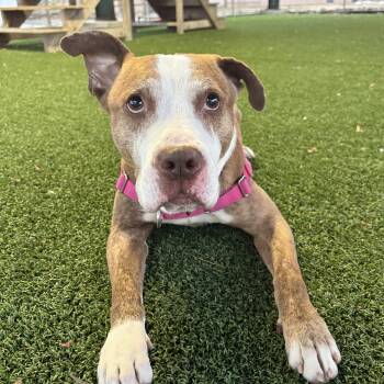 Pit Bull Terrier Dogs Available for Adoption - Gregory | PetCurious