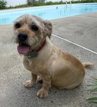Abu -  Cairn Terrier Dog Available for Adoption in East Brunswick, New Jersey - Abu | PetCurious