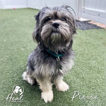 Pierre -  Lhasa Apso and Yorkshire Terrier Dog for Adoption in Youngwood, Pennsylvania - Pierre | PetCurious