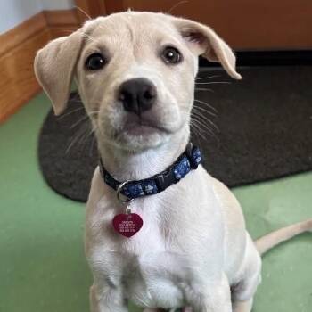 Toast -  Labrador Retriever and Mixed Breed Dog for Adoption in Portland, Oregon - Toast | PetCurious