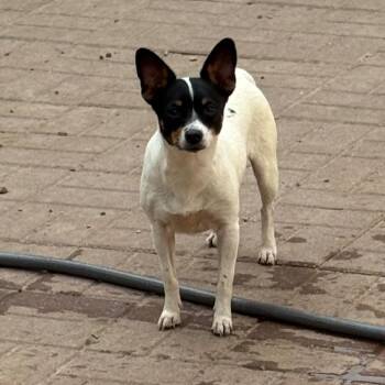 Chihuahua Dogs Available for Adoption in Spring, Texas - Molly | PetCurious