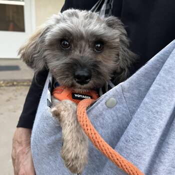 Rescue Shih Tzu Dogs for Adoption in Marfa, Texas - Marty | PetCurious
