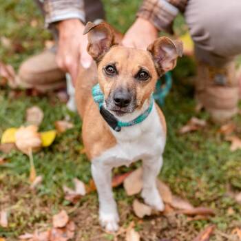 Jack Russell Terrier Dogs Available for Adoption - Hummus | PetCurious