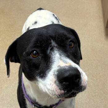 Rescue Terrier and Mixed Breed Dogs for Adoption in Corpus Christi, Texas - Julie | PetCurious