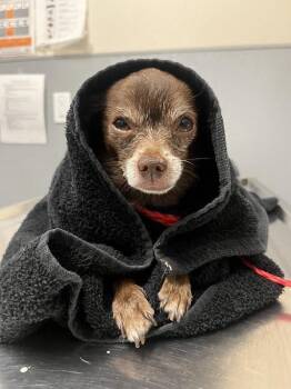 BUBBS -  Chihuahua Dog Available for Adoption in Las Vegas, Nevada - BUBBS | PetCurious