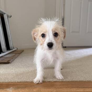 Binky -  Mixed Breed Dog for Adoption in Fredericksburg, Virginia - Binky | PetCurious