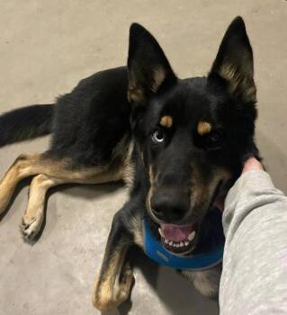 German Shepherd Dog and Husky Dogs Available for Adoption in Calgary, Alberta - Bert | PetCurious