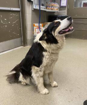 Sheba -  Border Collie Dog for Adoption in Hopkinsville, Kentucky - Sheba | PetCurious