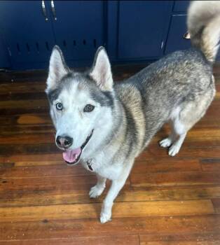 Theia -  Siberian Husky Dog for Adoption in Lafayette, Indiana - Theia | PetCurious