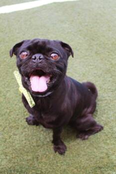Slimp -  Pug Dog for Adoption in Gardena, California - Slimp | PetCurious