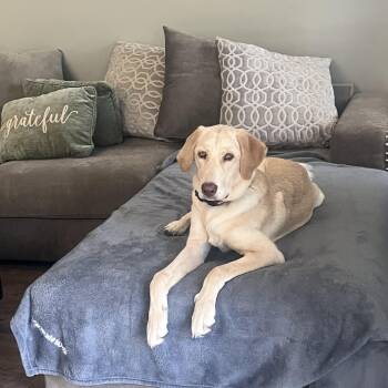 Daisy -  Labrador Retriever Dog for Adoption in Franklin, Tennessee - Daisy | PetCurious