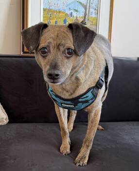 Tiger -  Chihuahua Dog for Adoption in Mundelein, Illinois - Tiger | PetCurious