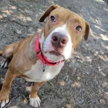 MAX -  Mixed Breed Dog for Adoption in Fernandina Beach, Florida - MAX | PetCurious