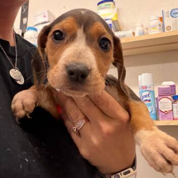 Mixed Breed Dogs Available for Adoption in Lake Jackson, Texas - Olive | PetCurious