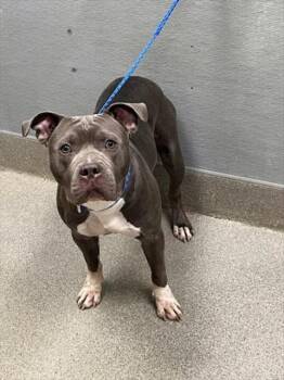 BABY BOY -  Pit Bull Terrier Dog for Adoption in Las Vegas, Nevada - BABY BOY | PetCurious