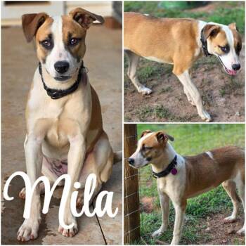 Rescue Mixed Breed Dogs for Adoption in Taghkanic, New York - Mila | PetCurious