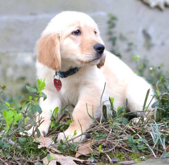 Golden Retriever Dogs Available for Adoption - Teddy | PetCurious