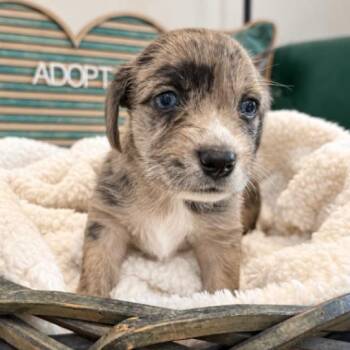 Arthur Blue Beau Victorian -  Yorkshire Terrier and Miniature Schnauzer Dog for Adoption in Friendswood, Texas - Arthur Blue Beau Victorian | PetCurious