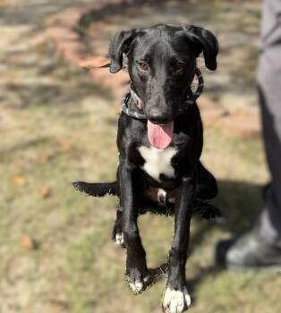 Goose -  Labrador Retriever Dog for Adoption in Slidell, Louisiana - Goose | PetCurious