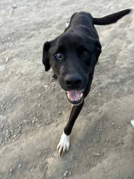 Rescue Black Labrador Retriever Dogs for Adoption in Edmonton, Alberta - Seabiscuit | PetCurious