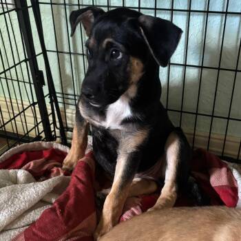 Mavis -  Shepherd Dog for Adoption in Beaumont, Texas - Mavis | PetCurious