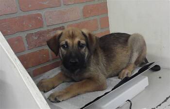 German Shepherd Dog and Mixed Breed Dogs Available for Adoption in Houston, Texas - A2073936 | PetCurious