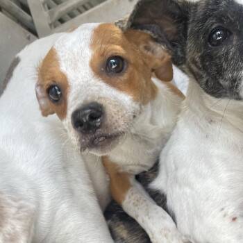 Avery -  Mixed Breed Dog for Adoption in Edinburg, Texas - Avery | PetCurious